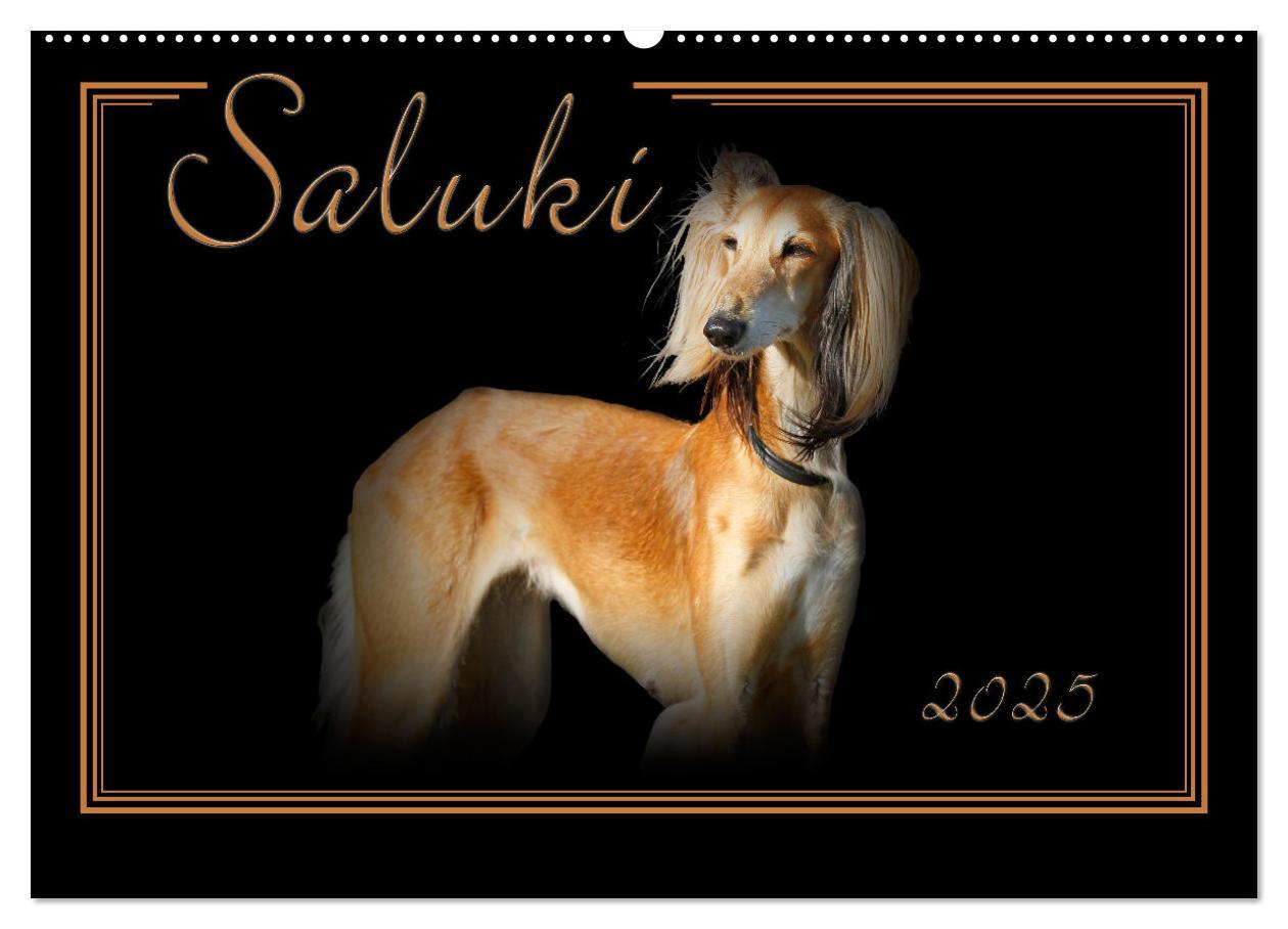 Saluki 2025 (Wandkalender 2025 DIN A2 quer), CALVENDO Monatskalender