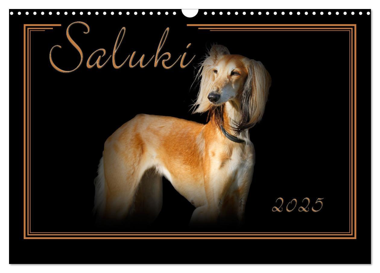 Saluki 2025 (Wandkalender 2025 DIN A3 quer), CALVENDO Monatskalender