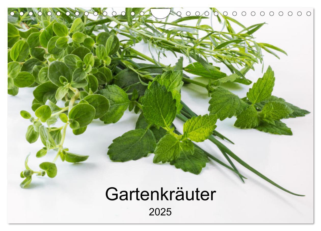 Gartenkräuter (Wandkalender 2025 DIN A4 quer), CALVENDO Monatskalender