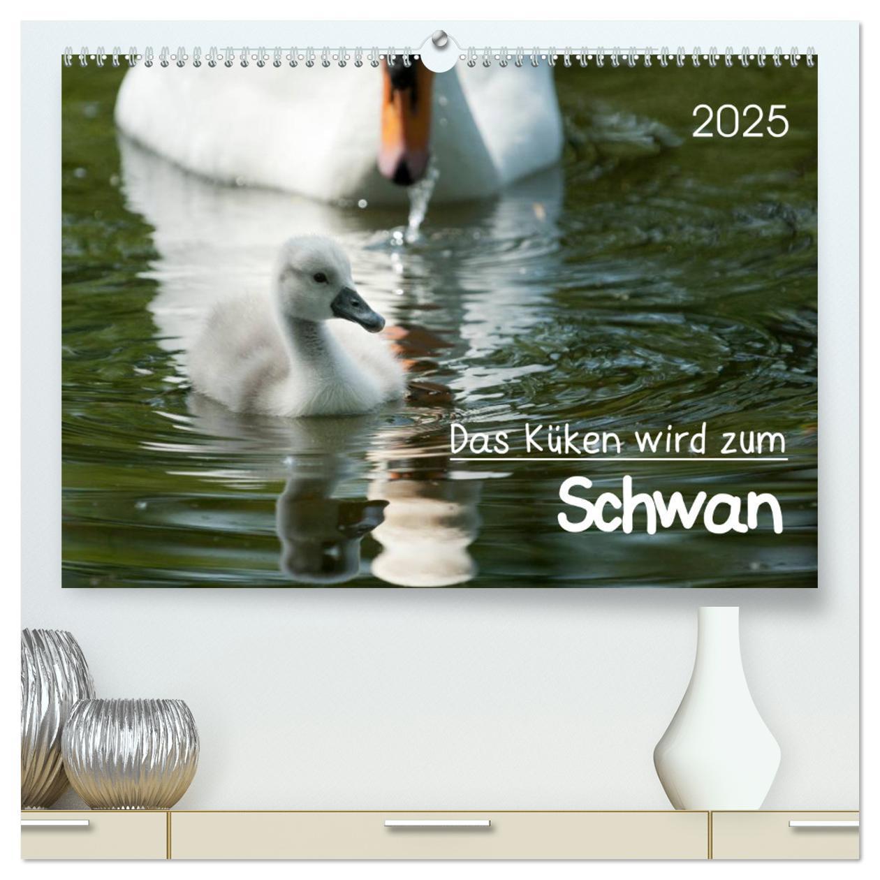 Das Küken wird zum Schwan (hochwertiger Premium Wandkalender 2025 DIN A2 quer), Kunstdruck in Hochglanz