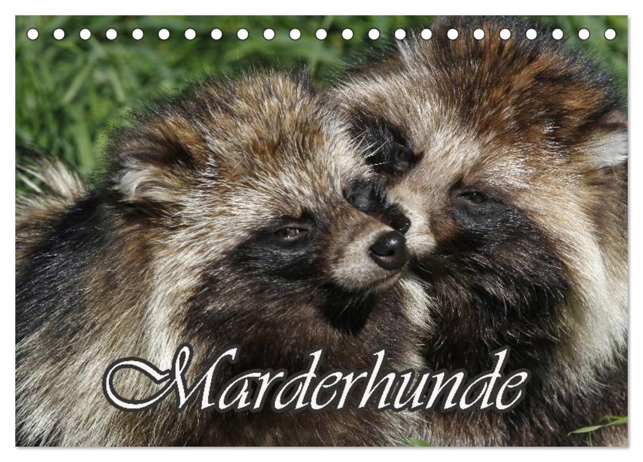 Marderhunde (Tischkalender 2025 DIN A5 quer), CALVENDO Monatskalender