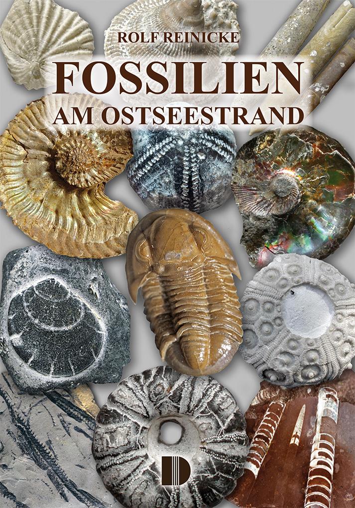 Fossilien am Ostseestrand