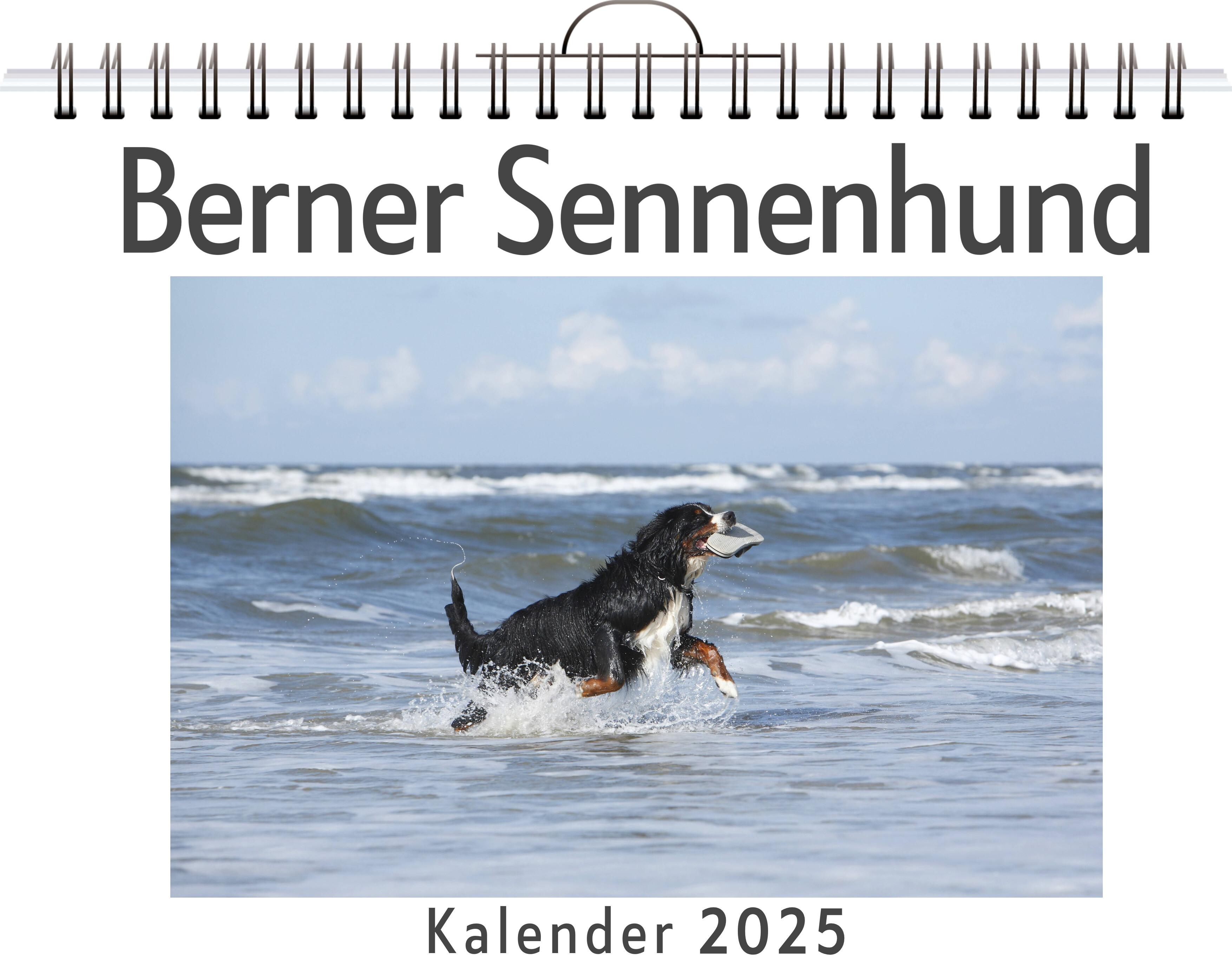 Berner Sennenhund