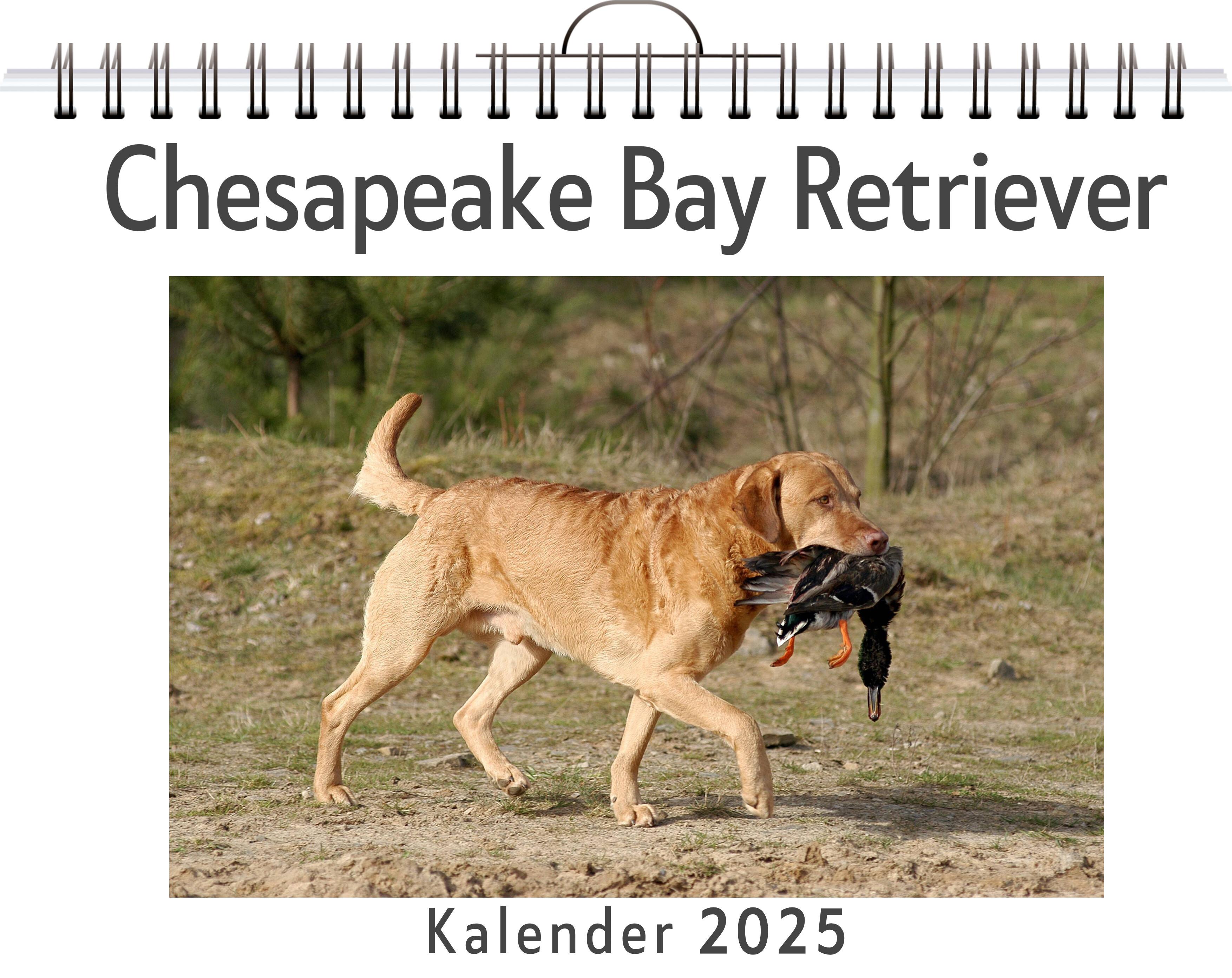 Chesapeake Bay Retriever