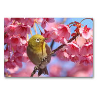 Premium Textil-Leinwand 90 x 60 cm Quer-Format Ein Japan-Brillenvogel inmitten rosafarbener Kirschblüten. | Wandbild, HD-Bild auf Keilrahmen, Fertigbild auf hochwertigem Vlies, Leinwanddruck von CALVENDO