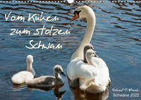 Vom Küken zum stolzen Schwan (Wandkalender 2022 DIN A3 quer)