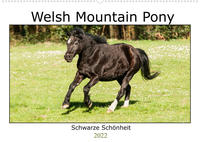 Welsh Mountain Pony - Schwarze Schönheit (Wandkalender 2022 DIN A2 quer)