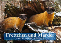 Frettchen und Marder. Frech, witzig, niedlich (Wandkalender 2020 DIN A2 quer)