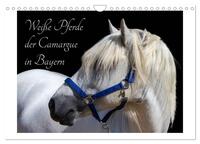 Weiße Pferde der Camargue in Bayern (Wandkalender 2024 DIN A4 quer), CALVENDO Monatskalender