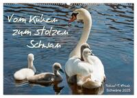 Vom Küken zum stolzen Schwan (Wandkalender 2025 DIN A2 quer), CALVENDO Monatskalender