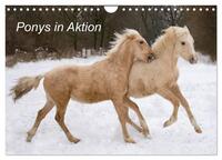 Ponys in Aktion (Wandkalender 2025 DIN A4 quer), CALVENDO Monatskalender