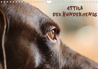 Attila, Der Hundekönig (Wandkalender 2022 DIN A4 quer)