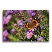 Premium Textil-Leinwand 75 x 50 cm Quer-Format Farbenprächtiger Schmetterling im Sonnenlicht | Wandbild, HD-Bild auf Keilrahmen, Fertigbild auf hochwertigem Vlies, Leinwanddruck von Schwan