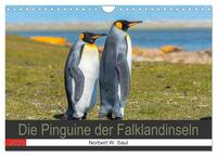 Die Pinguine der Falklandinseln (Wandkalender 2025 DIN A4 quer), CALVENDO Monatskalender