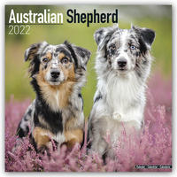 Australian Shepherd - Australische Schäferhunde 2022- 16-Monatskalender