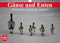 Gänse und Enten. Schnattern, watscheln, quaken! (Wandkalender 2023 DIN A4 quer)