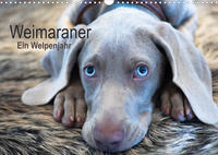 Weimaraner - Ein Welpenjahr (Wandkalender 2023 DIN A3 quer)