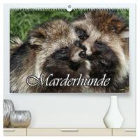 Marderhunde (hochwertiger Premium Wandkalender 2024 DIN A2 quer), Kunstdruck in Hochglanz