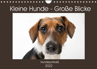 Kleine Hunde - Große Blicke (Wandkalender 2022 DIN A4 quer)