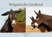 Bulgarische Großesel - Schwarze Schönheiten (Wandkalender 2023 DIN A2 quer)