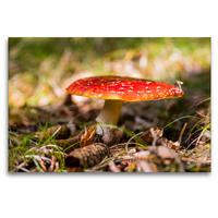 Premium Textil-Leinwand 120 x 80 cm Quer-Format Fliegenpilz / Amanita muscaria | Wandbild, HD-Bild auf Keilrahmen, Fertigbild auf hochwertigem Vlies, Leinwanddruck von Janita Webeler