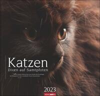 Katzen - Diven auf Samtpfoten Kalender 2023. Eigenwillig und geliebt: Katzen-Porträts in einem großen Wandkalender. Tierkalender 2023 für Katzenfans.