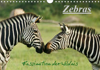 Zebras - Faszination der Wildnis (Wandkalender 2021 DIN A4 quer)