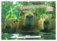 Capybaras im Alltag - Ein Jahr voller Abenteuer (Wandkalender 2025 DIN A2 quer), CALVENDO Monatskalender