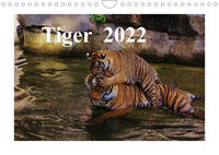 Tiger 2022 (Wandkalender 2022 DIN A4 quer)