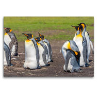 Premium Textil-Leinwand 1200 x 800 cm Quer-Format Königspinguine / King Penguins | Wandbild, HD-Bild auf Keilrahmen, Fertigbild auf hochwertigem Vlies, Leinwanddruck von Norbert W. Saul