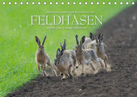 Emotionale Momente: Feldhasen / CH-Version (Tischkalender 2021 DIN A5 quer)