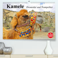 Kamele. Dromedar und Trampeltier (Premium, hochwertiger DIN A2 Wandkalender 2023, Kunstdruck in Hochglanz)