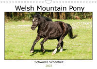 Welsh Mountain Pony - Schwarze Schönheit (Wandkalender 2022 DIN A4 quer)