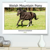 Welsh Mountain Pony - Schwarze Schönheit (Premium, hochwertiger DIN A2 Wandkalender 2022, Kunstdruck in Hochglanz)