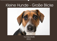 Kleine Hunde - Große Blicke (Wandkalender 2022 DIN A2 quer)