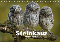 Steinkäuze (Athene noctua) (Tischkalender 2022 DIN A5 quer)