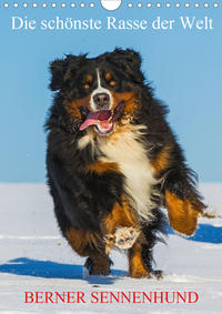 Die schönste Rasse der Welt - Berner Sennenhund (Wandkalender 2020 DIN A4 hoch)