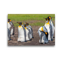 Premium Textil-Leinwand 450 x 300 cm Quer-Format Königspinguine / King Penguins | Wandbild, HD-Bild auf Keilrahmen, Fertigbild auf hochwertigem Vlies, Leinwanddruck von Norbert W. Saul