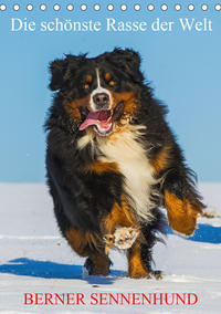 Die schönste Rasse der Welt - Berner Sennenhund (Tischkalender 2021 DIN A5 hoch)