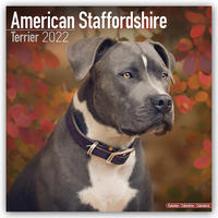 American Staffordshire Terrier - Amstaff 2022