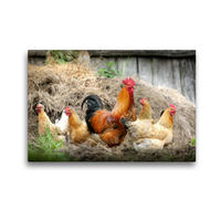 Premium Textil-Leinwand 45 x 30 cm Quer-Format Vom Ei zum Huhn. Die Entwicklung von Küken | Wandbild, HD-Bild auf Keilrahmen, Fertigbild auf hochwertigem Vlies, Leinwanddruck von Rose Hurley