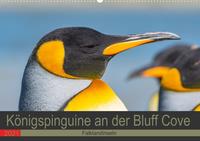 Königspinguine an der Bluff Cove (Wandkalender 2021 DIN A2 quer)