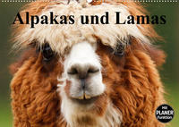 Alpakas und Lamas (Wandkalender 2023 DIN A2 quer)