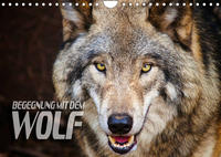 Begegnung mit dem Wolf (Wandkalender 2023 DIN A4 quer)