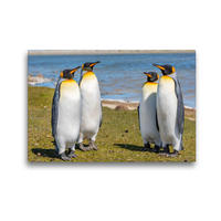 Premium Textil-Leinwand 450 x 300 cm Quer-Format Königspinguine / King Penguins | Wandbild, HD-Bild auf Keilrahmen, Fertigbild auf hochwertigem Vlies, Leinwanddruck von Norbert W. Saul