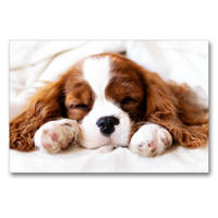 Premium Textil-Leinwand 90 x 60 cm Quer-Format Der Welpenkalender - Cavalier King Charles Spaniel | Wandbild, HD-Bild auf Keilrahmen, Fertigbild auf hochwertigem Vlies, Leinwanddruck von Janina Bürger