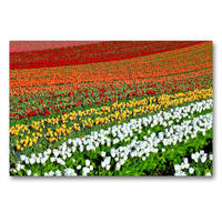 Premium Textil-Leinwand 90 x 60 cm Quer-Format Sommer Tulpenzauber | Wandbild, HD-Bild auf Keilrahmen, Fertigbild auf hochwertigem Vlies, Leinwanddruck von Marion Meyer@Stimmungsbilder1