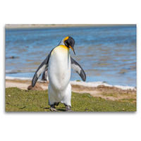 Premium Textil-Leinwand 1200 x 800 cm Quer-Format Königspinguin / King Penguin | Wandbild, HD-Bild auf Keilrahmen, Fertigbild auf hochwertigem Vlies, Leinwanddruck von Norbert W. Saul