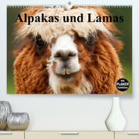 Alpakas und Lamas (Premium, hochwertiger DIN A2 Wandkalender 2023, Kunstdruck in Hochglanz)