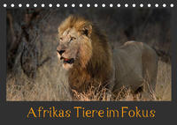 Afrikas Tiere im FokusAT-Version (Tischkalender 2022 DIN A5 quer)